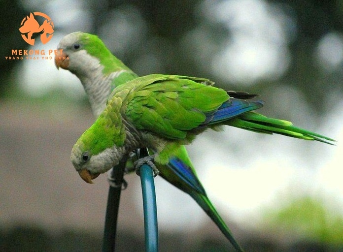 Mua Bán Vẹt Monk Blue&nbsp;Parakeet (vẹt thầy tu) Tại TP.HCM